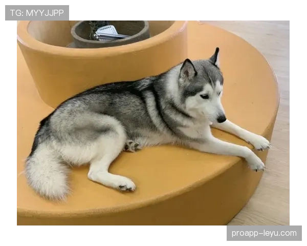 杨千霖家的狗都比我会理财